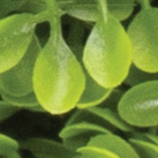 Set of Two 9" Green Artificial Boxwood